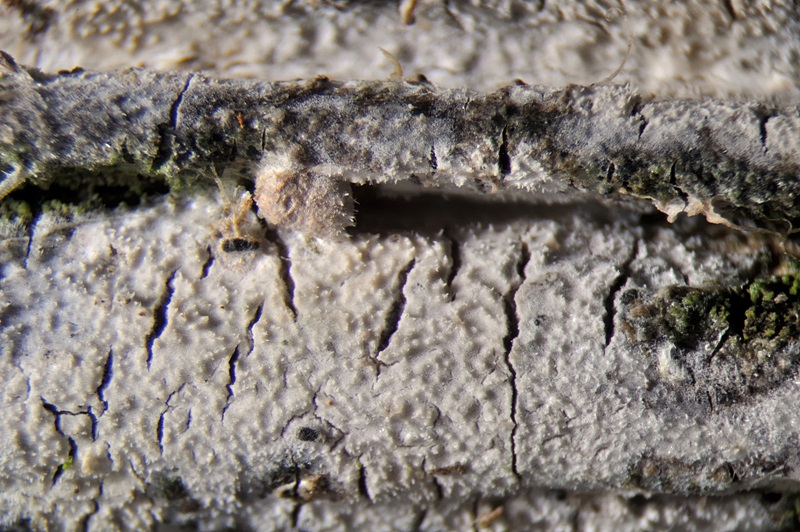 Phanerochaete cf velutina? (Hyphodermella sp.)